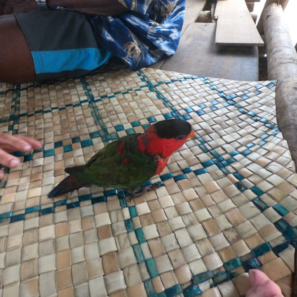 Mubami Pre-allocation Trip, Day 7